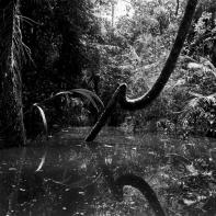 Amazone, un monde en suspens