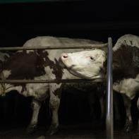 ABADIE_BERENGERE_001