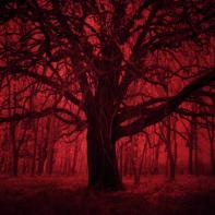 La forêt écarlate Patrick Bard