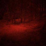 La forêt écarlate Patrick Bard