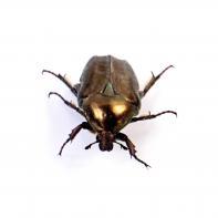 Prélude Laurent Monlaü