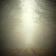 Promenons-nous dans le bois Patrick Bard