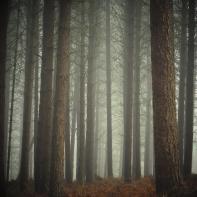 Promenons-nous dans le bois Patrick Bard
