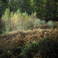 Promenons-nous dans le bois Patrick Bard