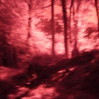 La forêt écarlate Patrick Bard