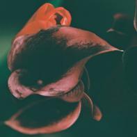 Fleurs et jardins Carole Bellaïche