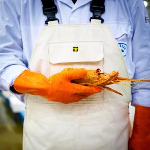 LEVILLAIN_RUNGIS_002