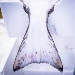 LEVILLAIN_RUNGIS_008