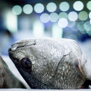 LEVILLAIN_RUNGIS_017