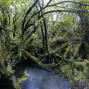 MONLAU_FORET_001