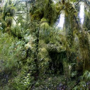 MONLAU_FORET_003