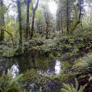 MONLAU_FORET_004