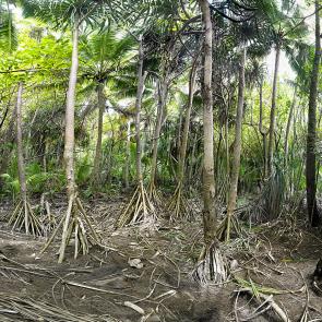 MONLAU_FORET_005
