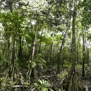 MONLAU_FORET_007