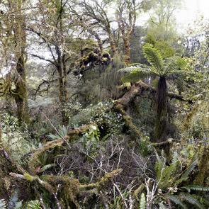 MONLAU_FORET_008