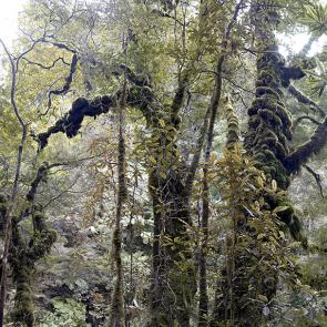 MONLAU_FORET_009