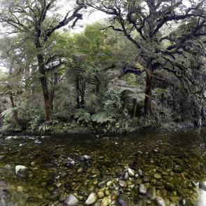 MONLAU_FORET_012