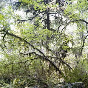 MONLAU_FORET_013