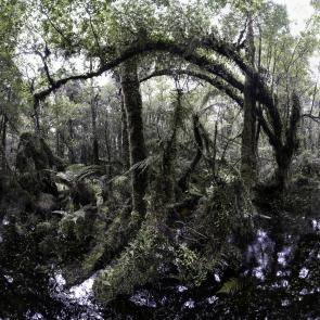 MONLAU_FORET_015