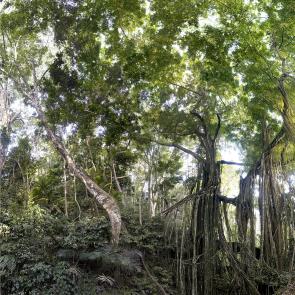 MONLAU_FORET_019