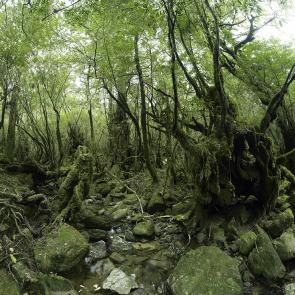 MONLAU_FORET_020