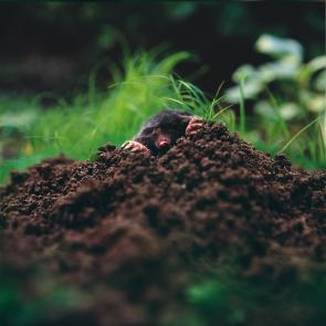 MLIESSE_POUCETTE_004