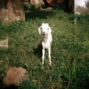 JAYET_MALI_005