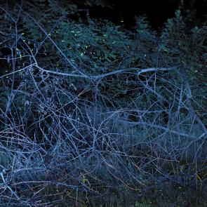 SEMENIAKO_LUCIOLES_002