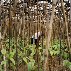 ROUSSELOT_ORISSA_009