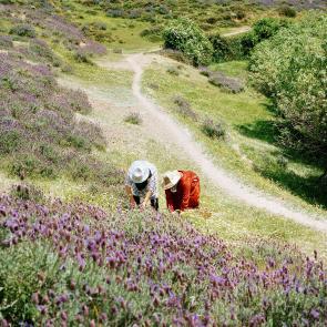 Tout n'est pas si rose Mélanie Bahuon