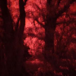 La forêt écarlate Patrick Bard