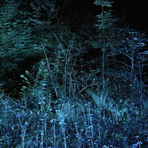 SEMENIAKO_LUCIOLES_010