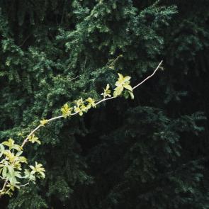 Monde des miasmes Nadège Abadie