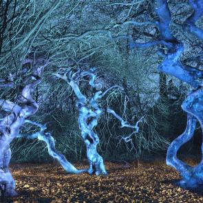 Arbre Michel Séméniako