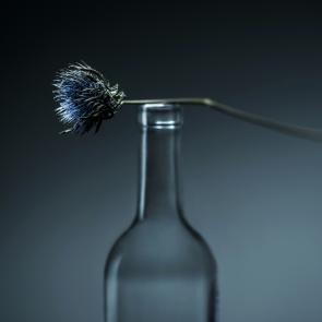 Still Life Joanna Tarlet Gauteur