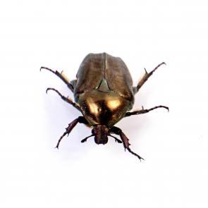 Prélude Laurent Monlaü