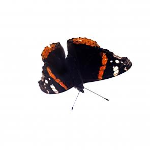 Prélude Laurent Monlaü