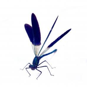 Prélude Laurent Monlaü