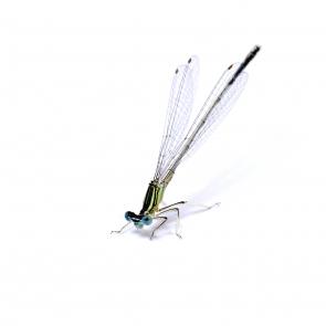 Prélude Laurent Monlaü