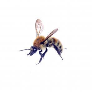 Prélude Laurent Monlaü