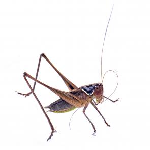 Prélude Laurent Monlaü