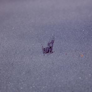 L'accident Laurent Monlaü