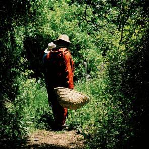Tout n'est pas si rose Mélanie Bahuon
