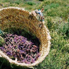Tout n'est pas si rose Mélanie Bahuon