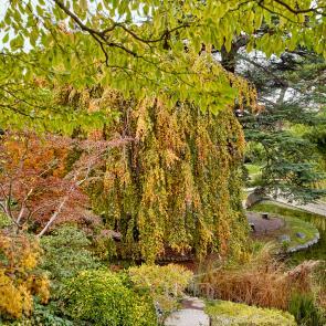 Sandrine Expilly_JARDINS DU MUSEE ALBERT KAHN