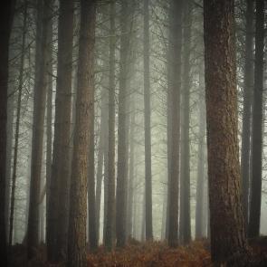 Promenons-nous dans le bois Patrick Bard