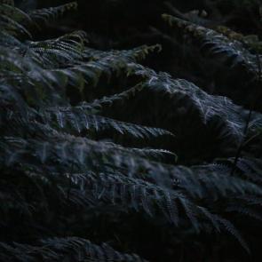 Promenons-nous dans le bois Patrick Bard