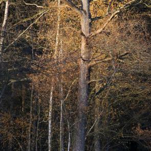 Promenons-nous dans le bois Patrick Bard