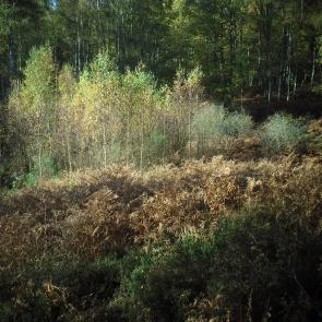 Promenons-nous dans le bois Patrick Bard