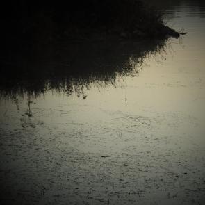 Promenons-nous dans le bois Patrick Bard